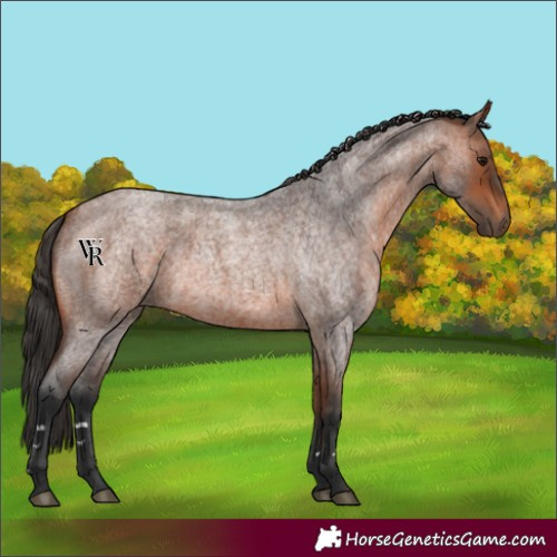 Horse Color:Unknown 