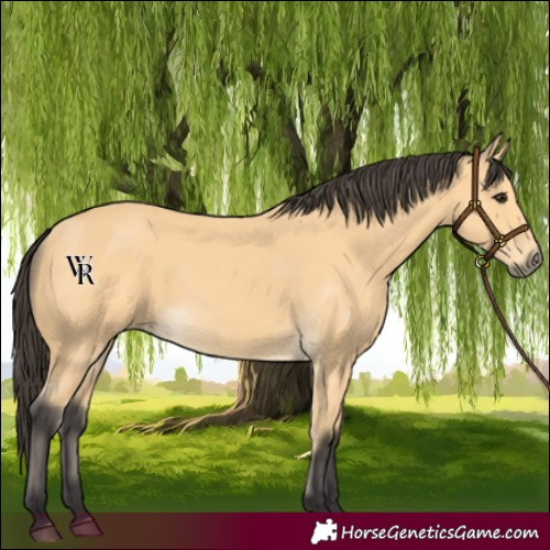 Horse Color:Buckskin 