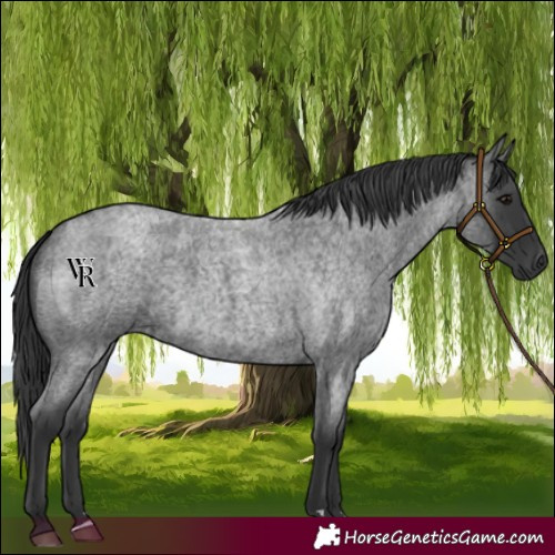 Horse Color:Blue Roan