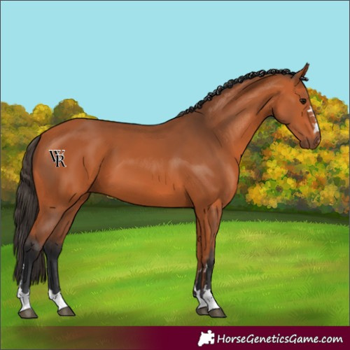 Horse Color:Unknown 