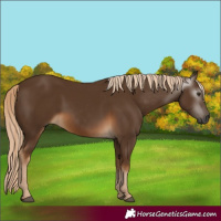 Horse Color:Gray Chocolate Palomino