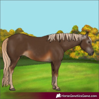 Horse Color:Gray Chocolate Palomino 