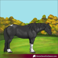 Horse Color:Black Tobiano Rabicano 