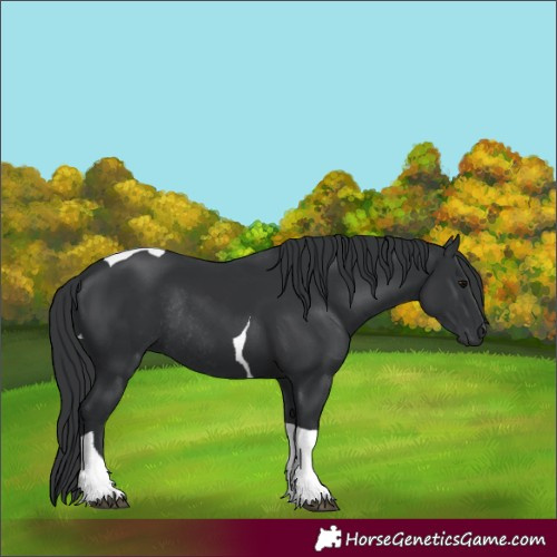 Horse Color:Black Tobiano Rabicano