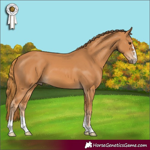 Horse Color:Chestnut 