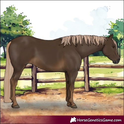 Horse Color:Gray Chocolate Palomino 