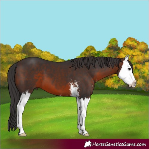 Horse Color:Brown Sabino Splash