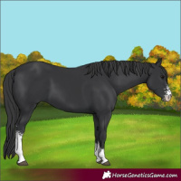 Horse Color:Black Sabino