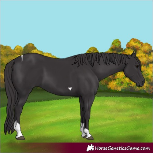 Horse Color:Smoky Black Tobiano 