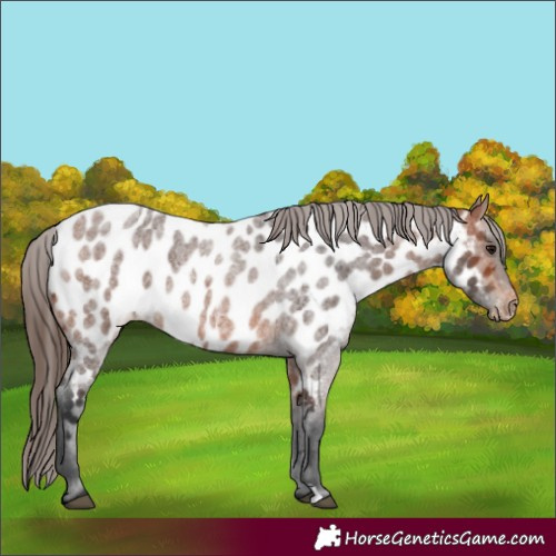 Horse Color:Bay Roan Appaloosa 