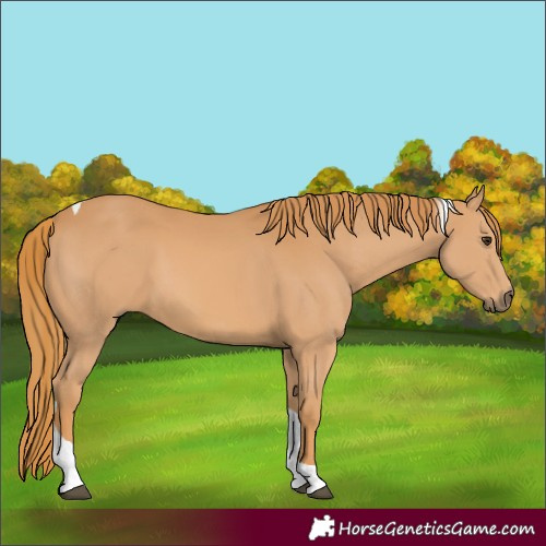 Horse Color:Chestnut Tobiano 