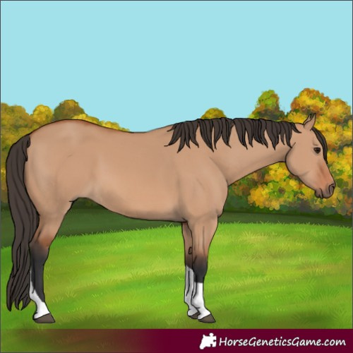 Horse Color:Bay Dun Tobiano 