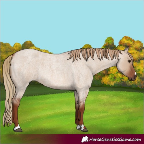 Horse Color:Red Dun Roan Rabicano 