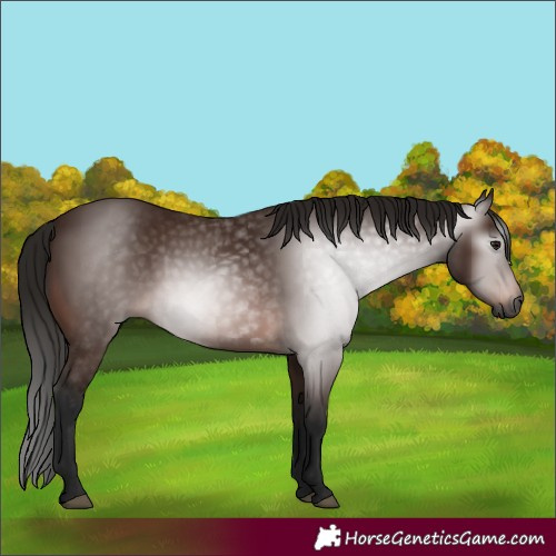 Horse Color:Gray Bay 