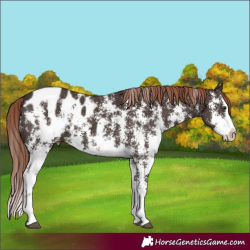Horse Color:Liver Chestnut Sabino Splash Blanket
