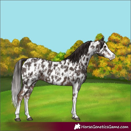 Horse Color:Liver Chestnut Sabino Splash Appaloosa  and Liver Chestnut Sabino Splash Appaloosa 