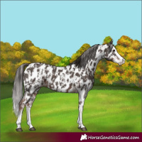 Horse Color:Liver Chestnut Sabino Splash Near Leopard and Liver Chestnut Sabino Splash Near Leopard