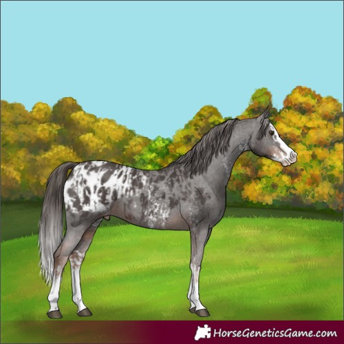 Horse Color:Liver Chestnut Sabino Splash Blanket  and Liver Chestnut Sabino Splash Blanket 