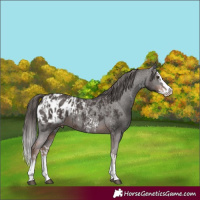 Horse Color:Liver Chestnut Sabino Splash Blanket and Liver Chestnut Sabino Splash Blanket