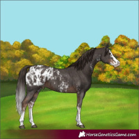Horse Color:Liver Chestnut Sabino Splash Appaloosa  and Liver Chestnut Sabino Splash Appaloosa 