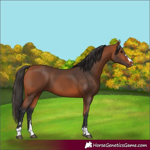 Horse Color:Bay 