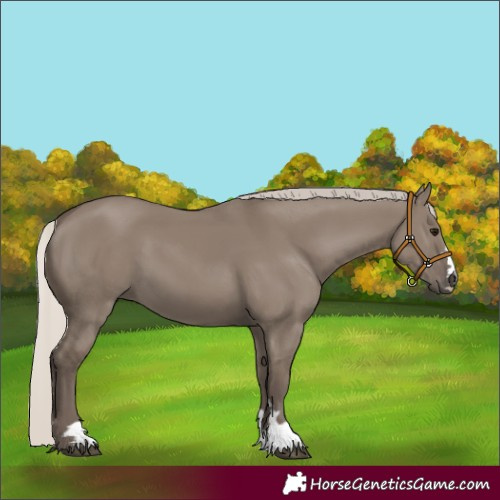 Horse Color:Silver Grullo 