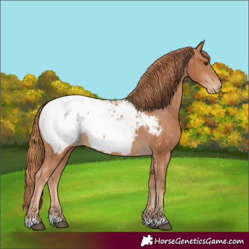 Horse Color:Chestnut Appaloosa 