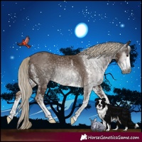 Horse Color:Gray White Spotted Chocolate Palomino Rabicano 