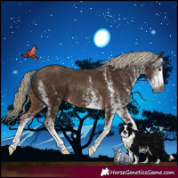 Horse Color:Gray White Spotted Chocolate Palomino Rabicano