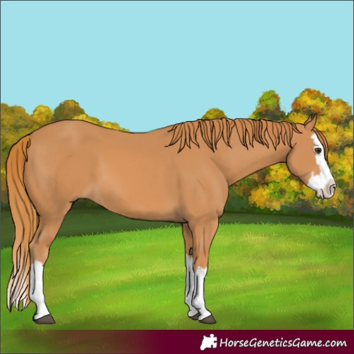 Horse Color:Chestnut Splash 