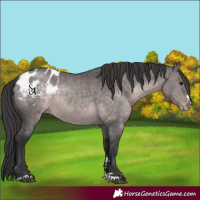 Horse Color:Platinum Brown Dun Appaloosa 