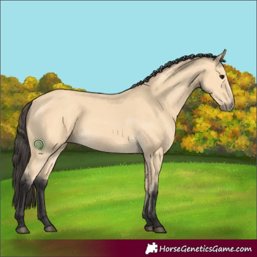 Horse Color:Buckskin 