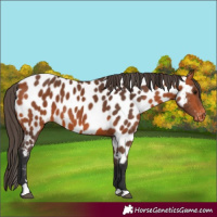 Horse Color:Bay Appaloosa 