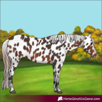 Horse Color:Brown Near Leopard