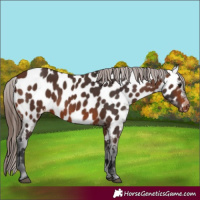 Horse Color:Brown Appaloosa 