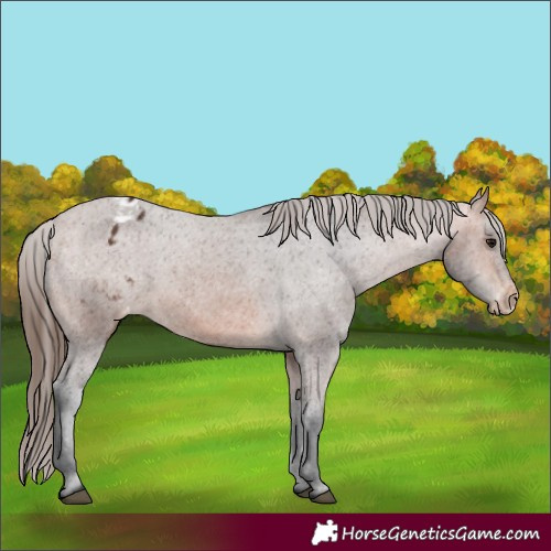 Horse Color:Bay Appaloosa 