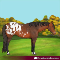 Horse Color:Bay Blanket 