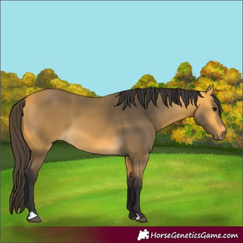 Horse Color:Buckskin 