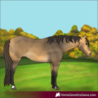 Horse Color:Buckskin 