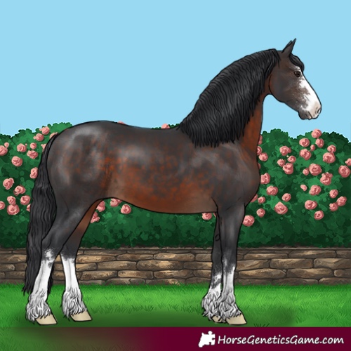 Horse Color:Brown 