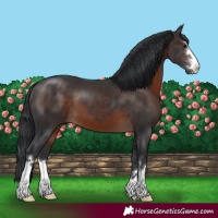 Horse Color:Brown 