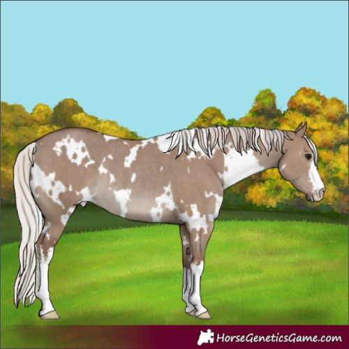 Horse Color:White Spotted Silver Grullo Rabicano 