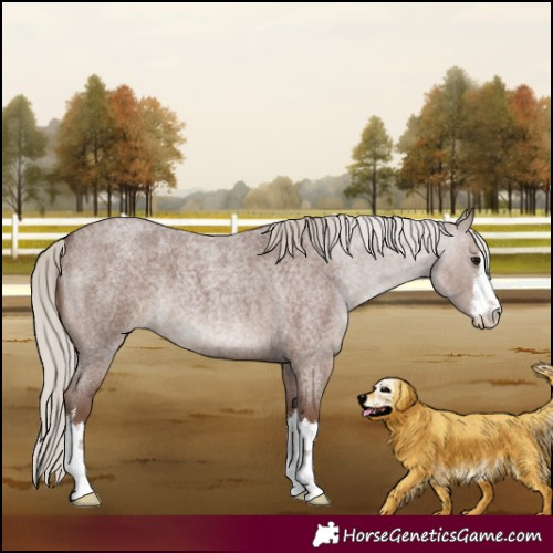 Horse Color:White Spotted Silver Blue Roan 