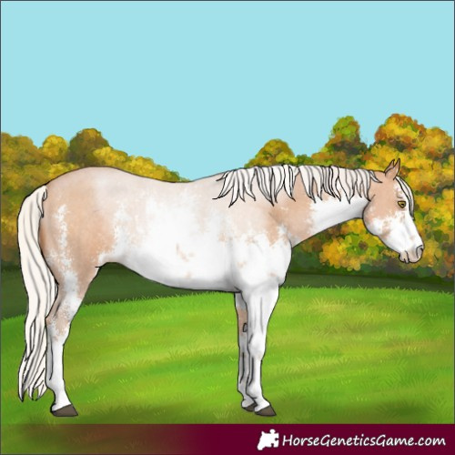 Horse Color:White Spotted Silver Brown Pearl Sabino 