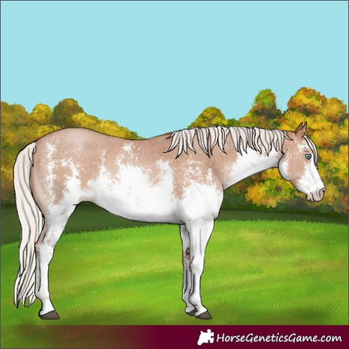 Horse Color:White Spotted Silver Brown Pearl Sabino Rabicano 