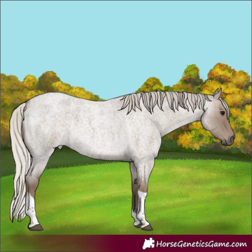 Horse Color:Silver Grullo Roan Tobiano Rabicano 