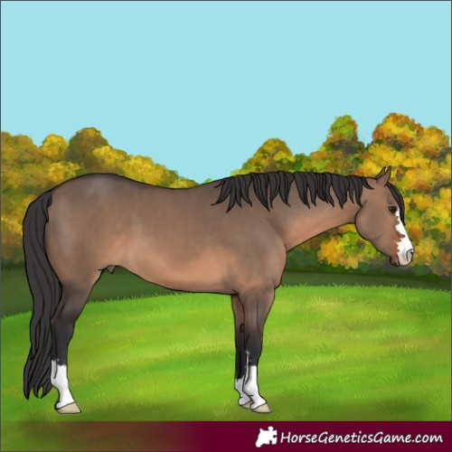 Horse Color:Brown Dun 