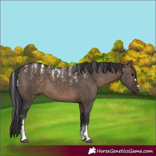 Horse Color:Powder White Brown Dun