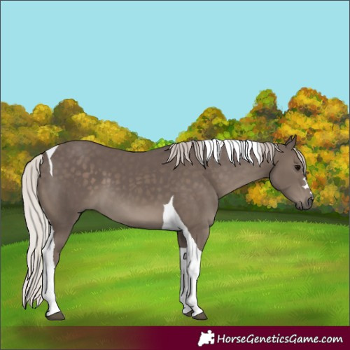 Horse Color:Silver Black Tobiano 