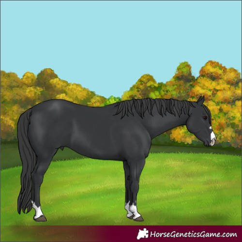 Horse Color:Black 